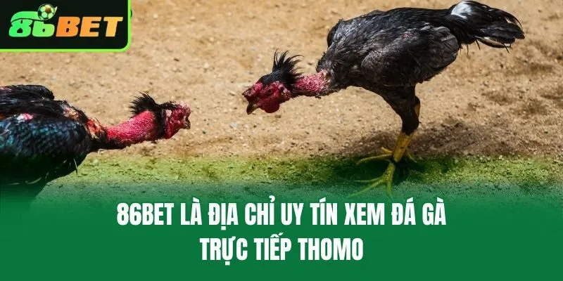 86bet là địa chỉ uy tín xem đá gà trực tiếp Thomo