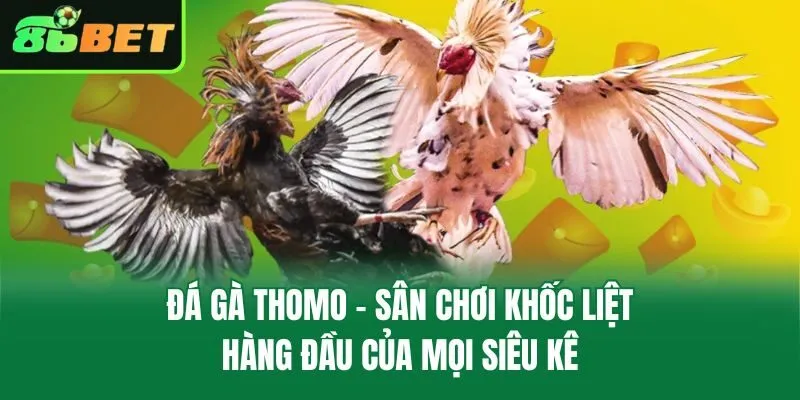 Đá Gà Thomo – Sân Chơi Khốc Liệt Hàng Đầu Của Mọi Siêu Kê