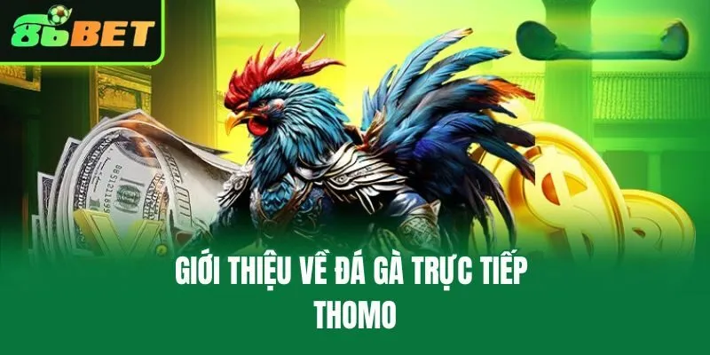 Giới thiệu về đá gà trực tiếp Thomo